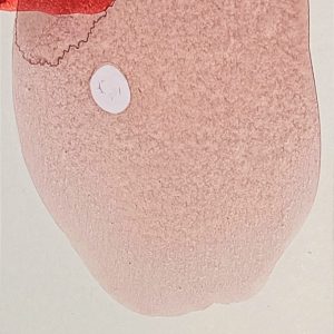 8.12.1. AMAGATS.SILVIAHORNIG