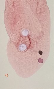 8.18.1 AMAGATS SILVIAHORNIG