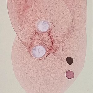 8.18.1. AMAGATS.SILVIAHORNIG