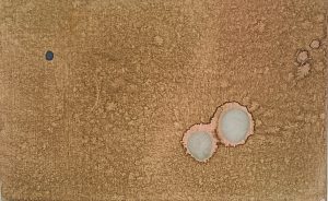 8.19.1 AMAGATS SILVIAHORNIG