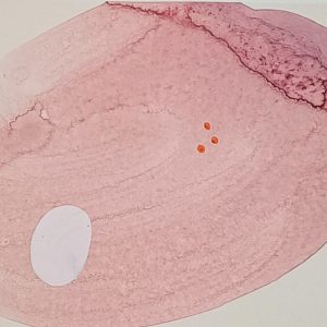 8.20.1. AMAGATS.SILVIAHORNIG